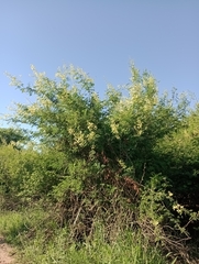 Senegalia bonariensis