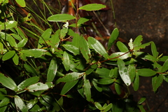 Leptospermum luehmannii