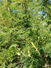 Senegalia bonariensis
