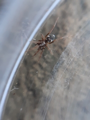 Phrurolithus festivus
