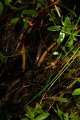 Leptospermum luehmannii