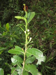 Rhipicephalus maculatus