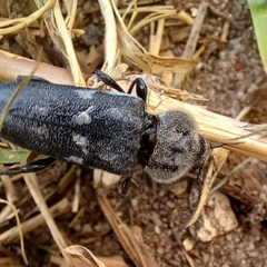 Hylotrupes bajulus