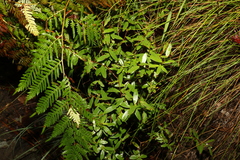 Leptospermum luehmannii