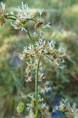 Juncus subnodulosus