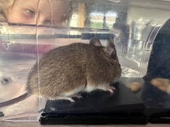 Apodemus flavicollis