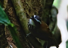 Pomatorhinus musicus