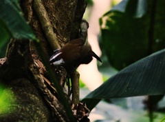 Pomatorhinus musicus