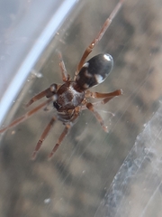 Phrurolithus festivus