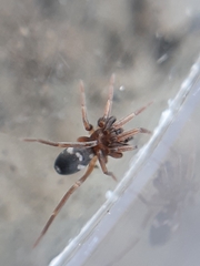 Phrurolithus festivus