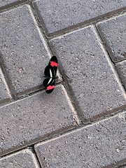 Heliconius erato