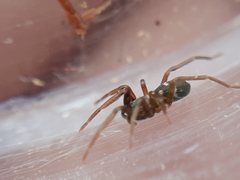 Phrurolithus festivus