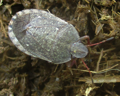 Delegorguella atomaria