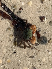 Parasesarma erythodactylum