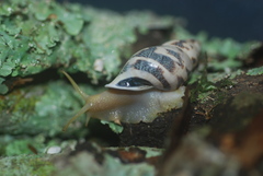 Drymaeus geometricus