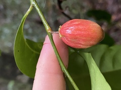 Casearia costulata