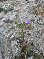 Eremalche rotundifolia