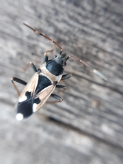 Raglius confusus