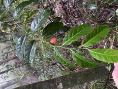 Casearia costulata