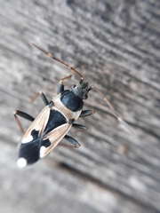 Raglius confusus