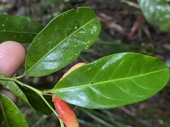 Casearia costulata