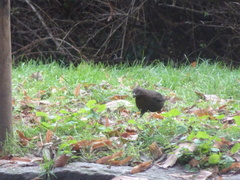Turdus merula
