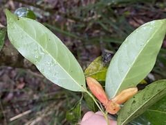 Casearia costulata