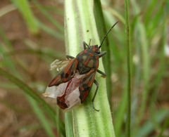 Spilostethus pandurus elegans
