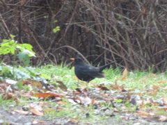Turdus merula