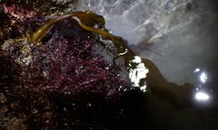 Undaria pinnatifida