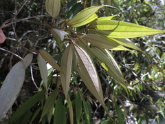 Miconia cubatanensis