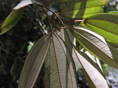 Miconia cubatanensis
