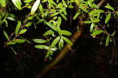 Leptospermum luehmannii