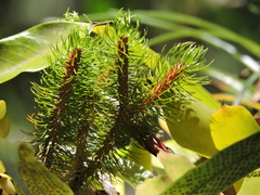 Phlegmariurus mandiocanus