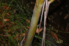 Leptospermum luehmannii