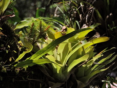 Phlegmariurus mandiocanus