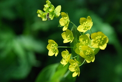 Bupleurum aureum