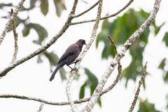 Cyanocorax cyanomelas