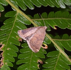 Amyna axis
