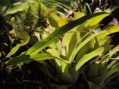 Phlegmariurus mandiocanus