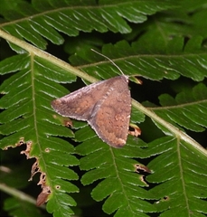 Amyna axis