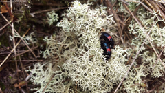 Astylus aulicus