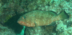 Epinephelus guttatus