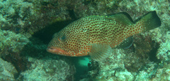 Epinephelus guttatus