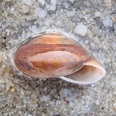 Quantula striata