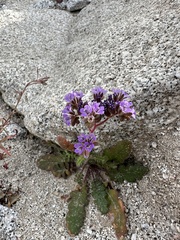 Phacelia crenulata