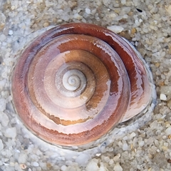 Quantula striata
