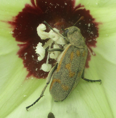 Hycleus burmeisteri