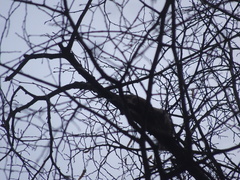 Sciurus vulgaris