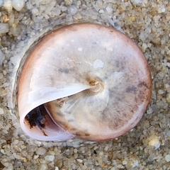 Quantula striata